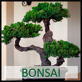 Bonsai
